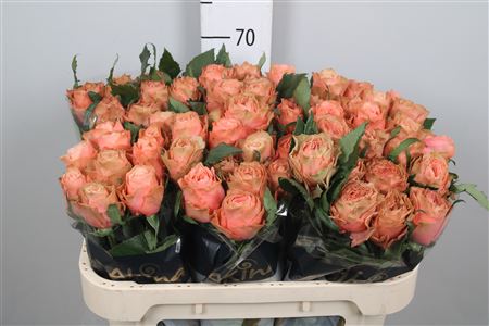 R Gr Kahala-bb
