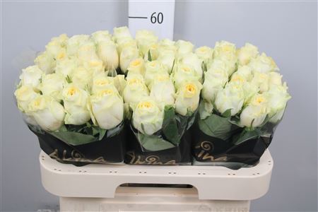 R Gr Buttercup