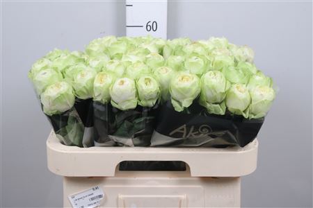 R Gr White Kahala-bb