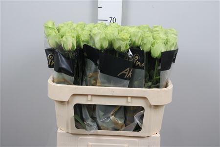 R Gr Green Generatio