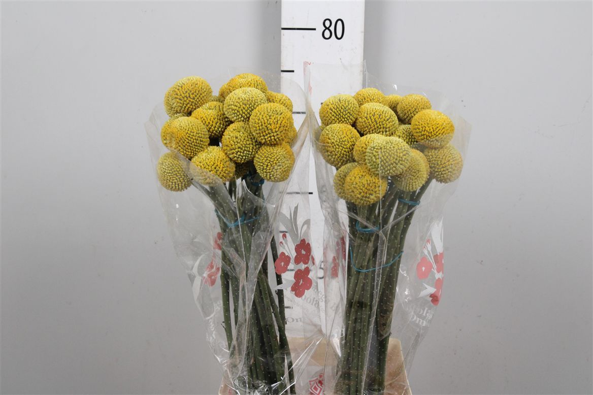 Craspedia Globosa