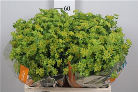 Bupleurum Rotundifol