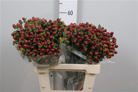 Hyp Mag Seasons