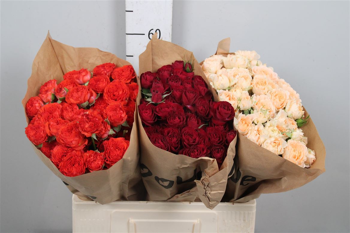 Rosa Spr Mixed In Fust 60cm