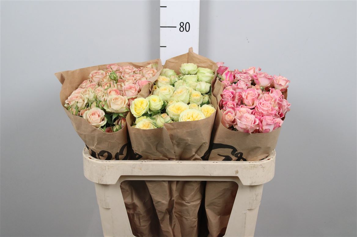 Rosa Spr Mixed In Fust 70cm