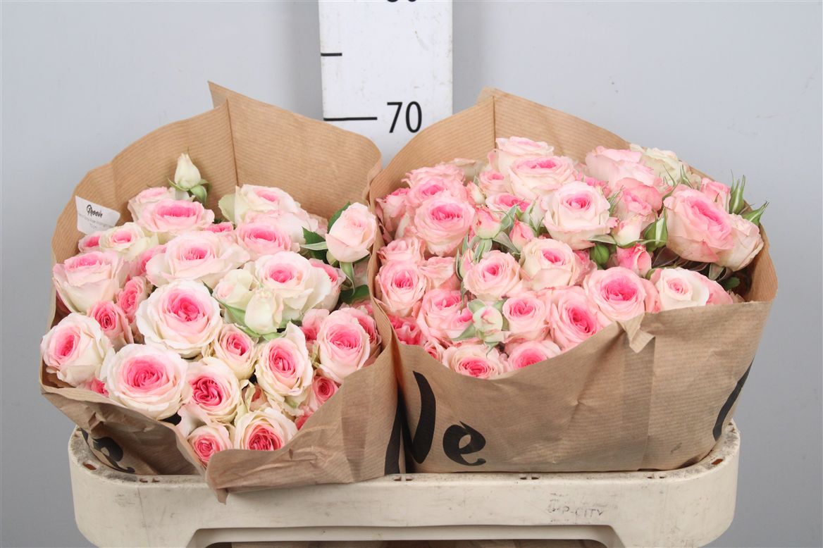 Rosa Spr Midnight Magic 70cm