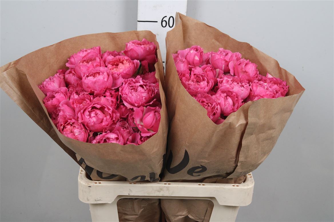 Rosa Spray Julieta Cerise 60cm