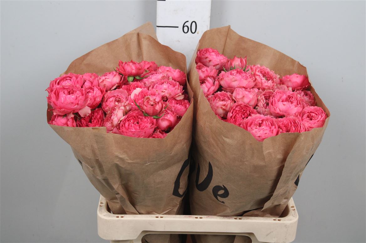 Rosa Spray Julieta Raspberry 60cm
