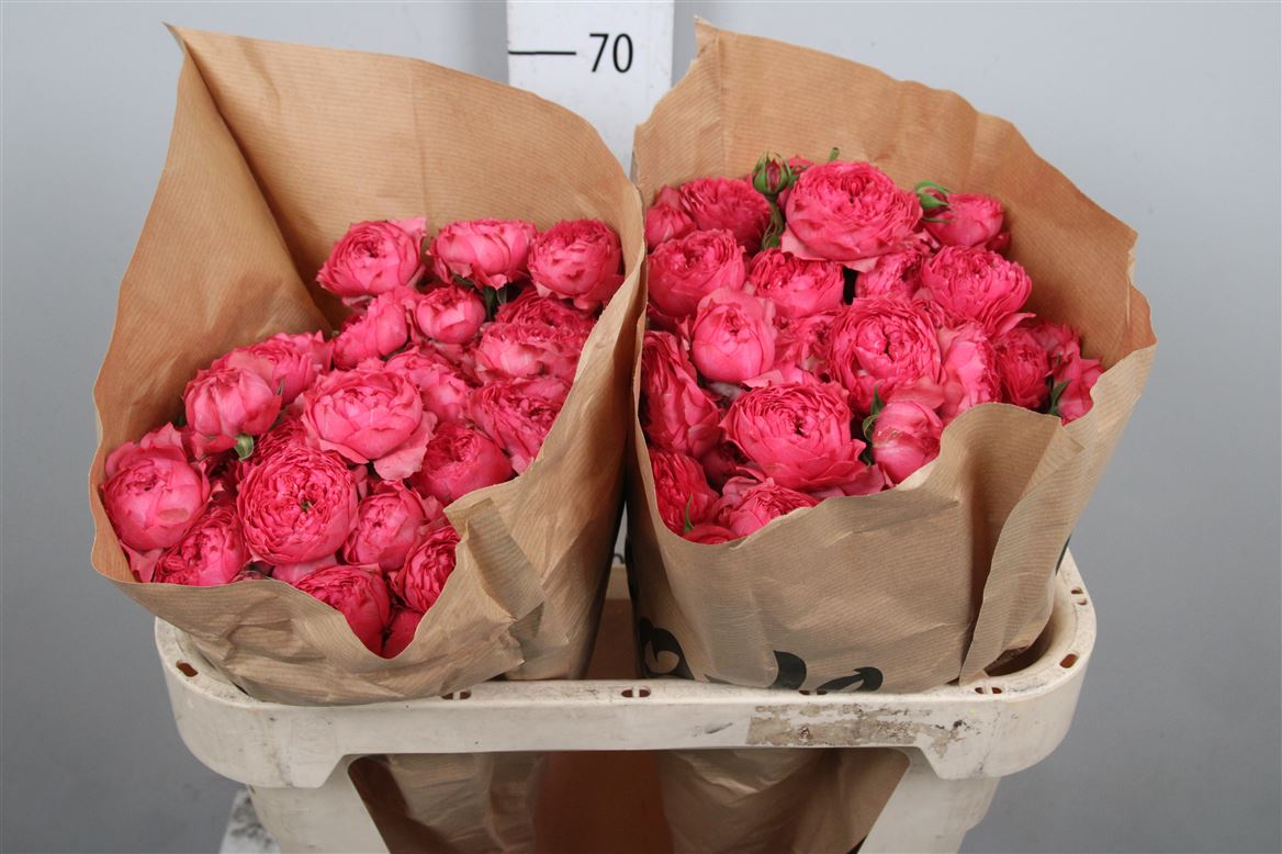 Rosa Spray Julieta Raspberry 70cm