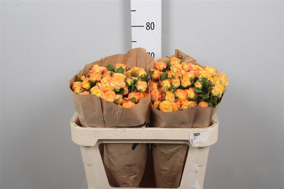 Rosa Spr Eternal Flame 60cm