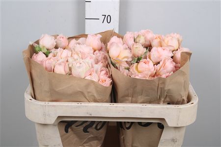 R Tr Julietta Honey