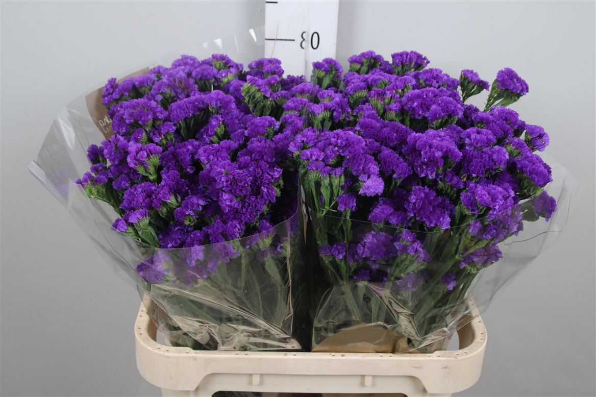 Limonium Navy Sun Birds 80cm 55gram
