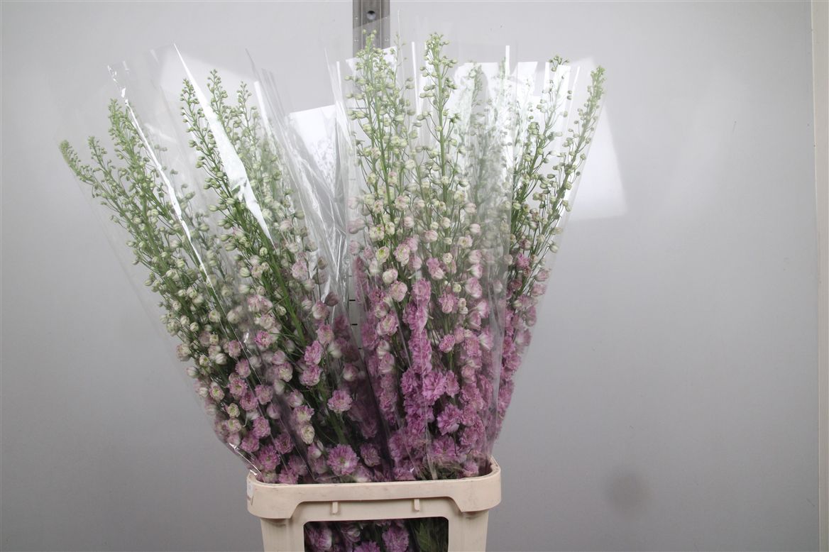 Delph Du Delp Pi Pow 120cm