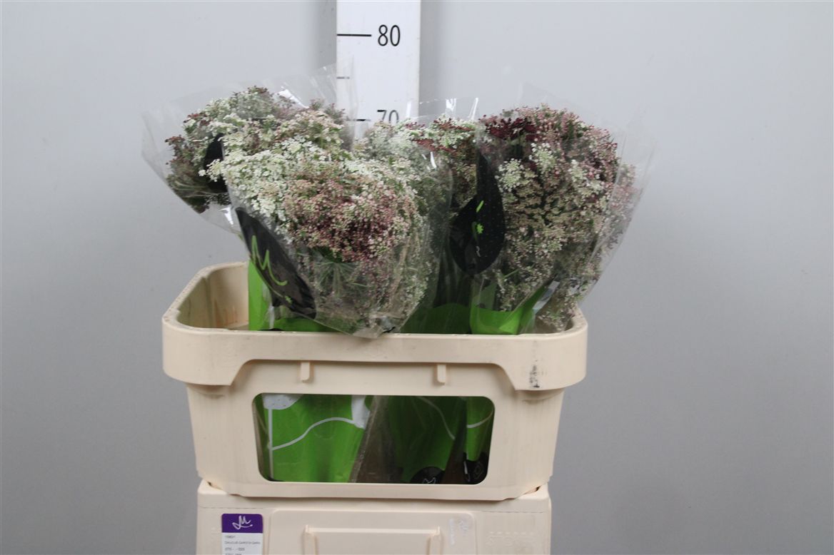 Daucus Carota 70cm