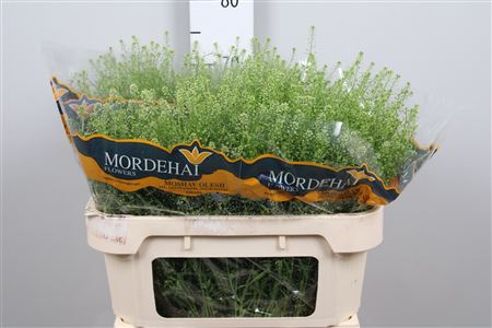 Lepidium Green Bell