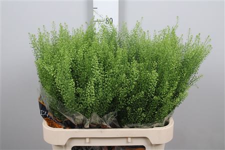Lepidium Green Bell