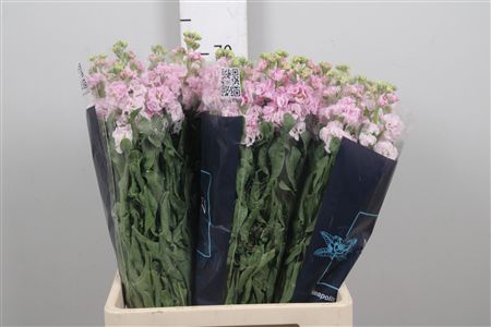 Matth Iron Cherry Bl