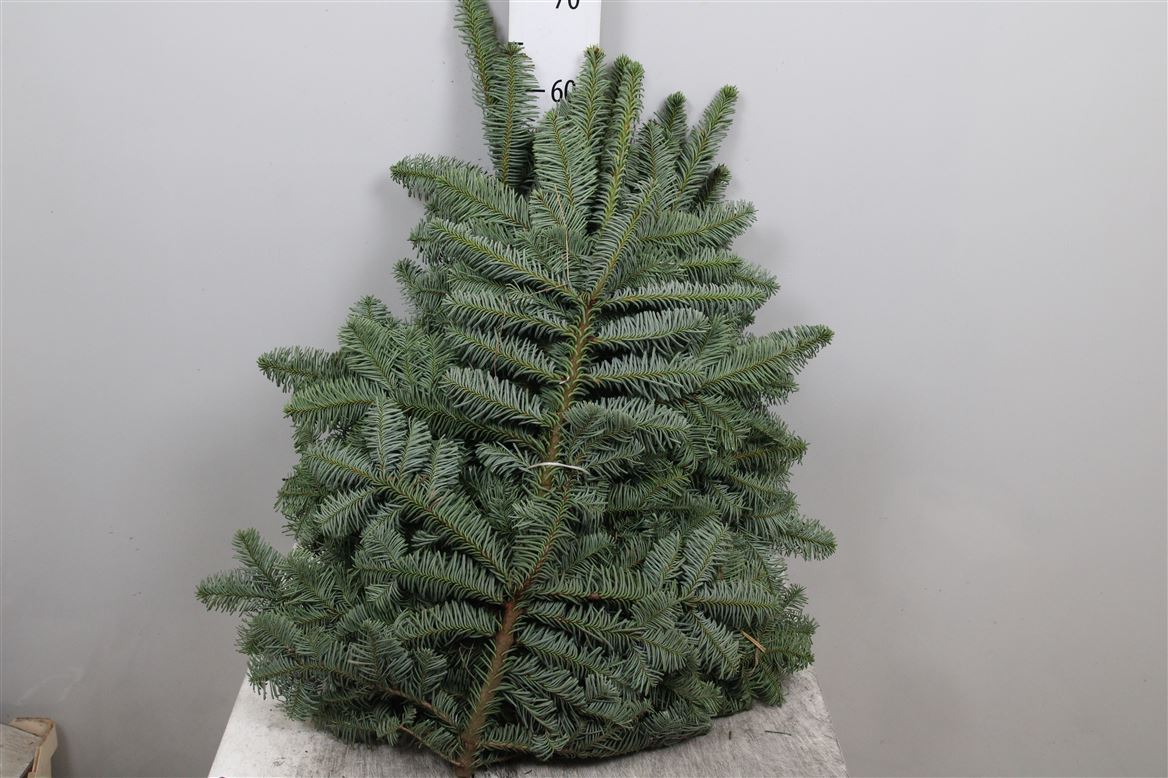 ABIES NOBILIS BLUE PER PACK