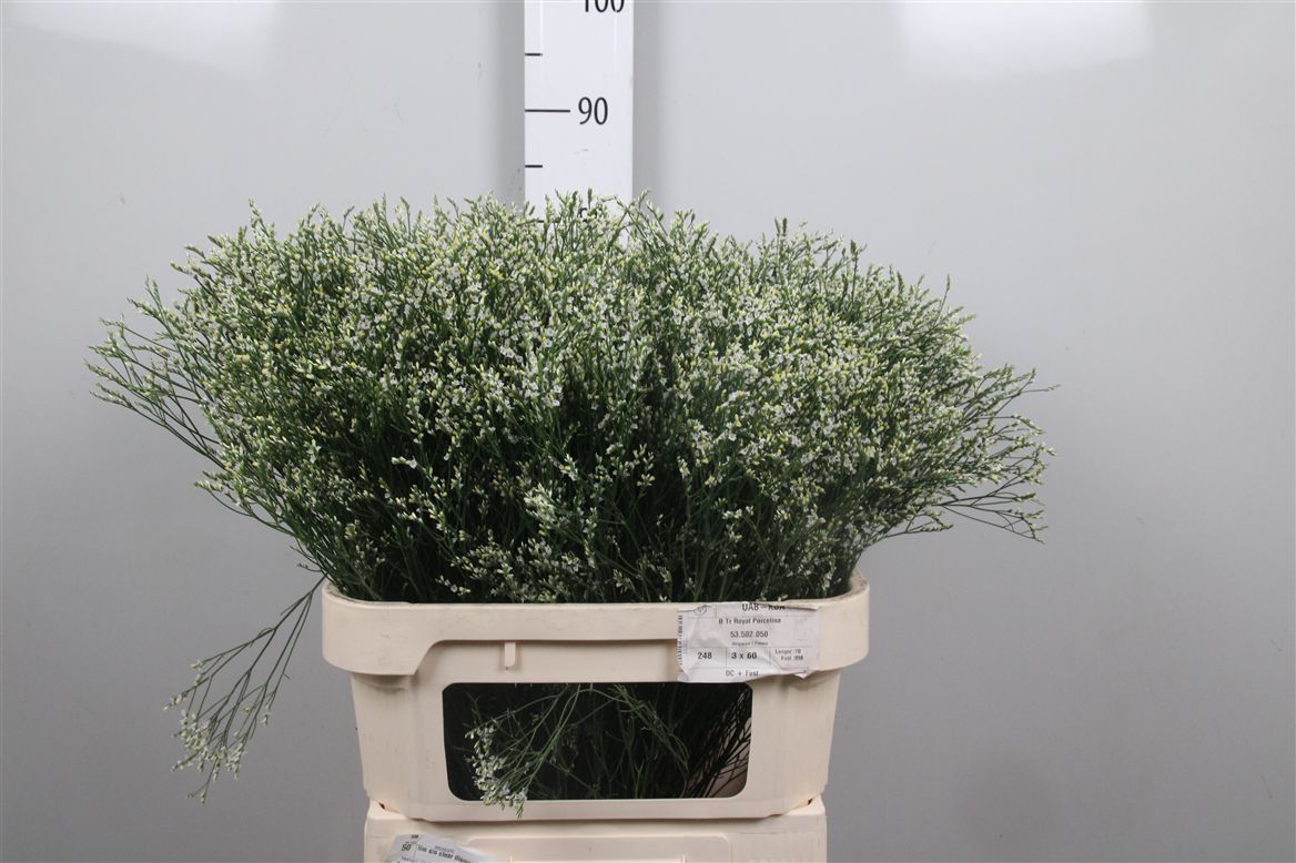 Limonium Clear Diamond 80cm 30gram