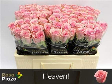 R Gr Heaven!
