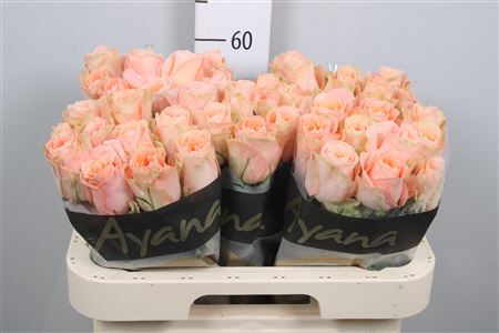 R Gr Charming Reeva