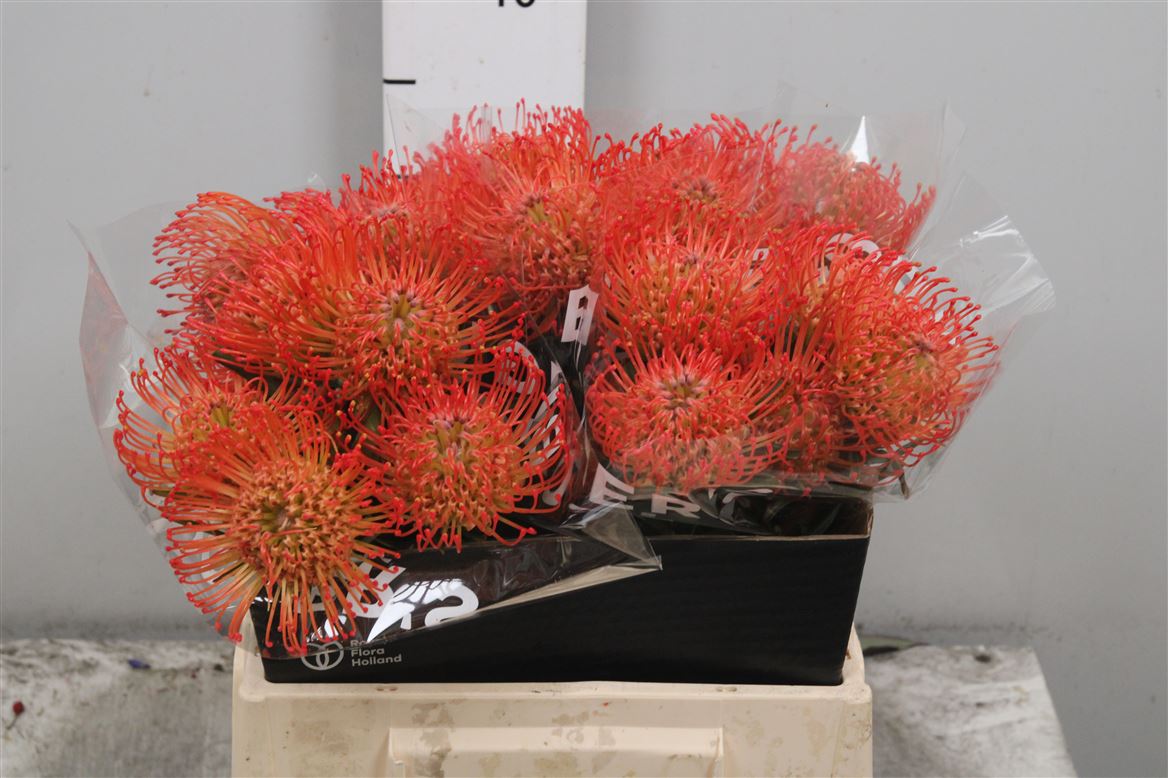 Leucospermum Succession 40cm