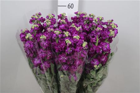 Matth Iron Purple