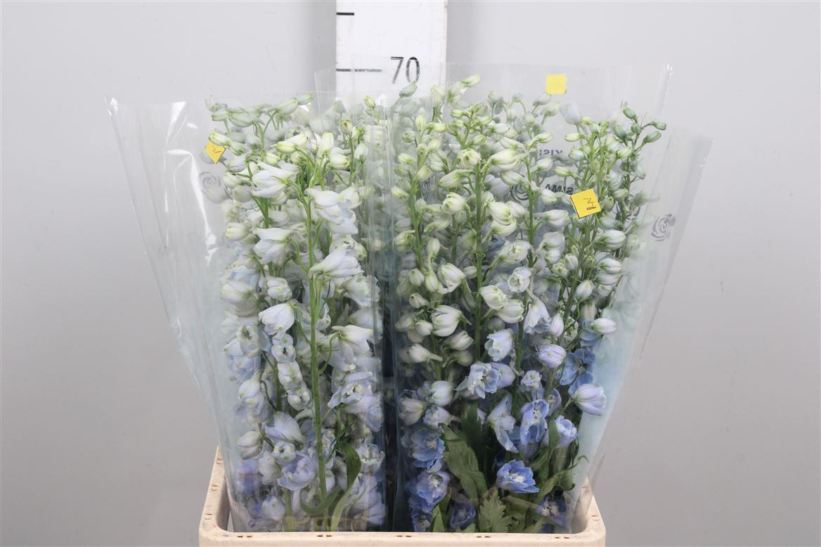 Delphinium Magic Fountains Skyblue 70cm
