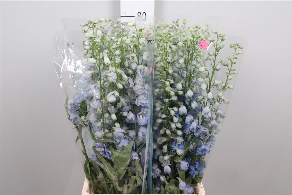 Delphinium Magic Fountains Skyblue 80cm