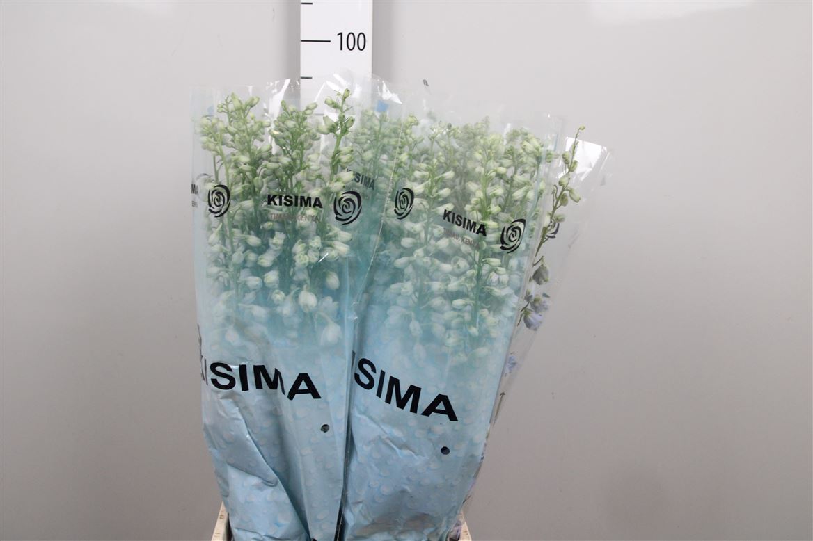 Delphinium Magic Fountains Skyblue 90cm