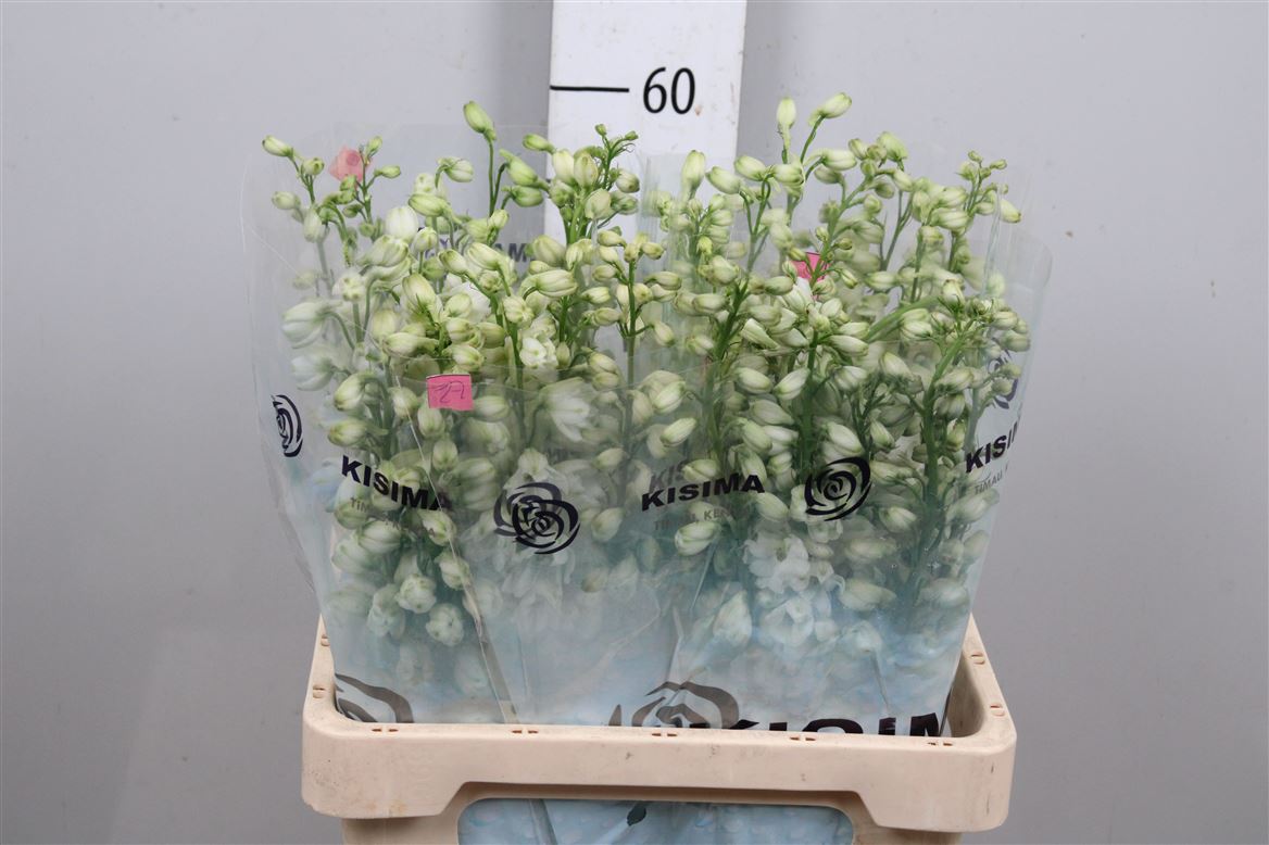 Delph El Guard White 60cm