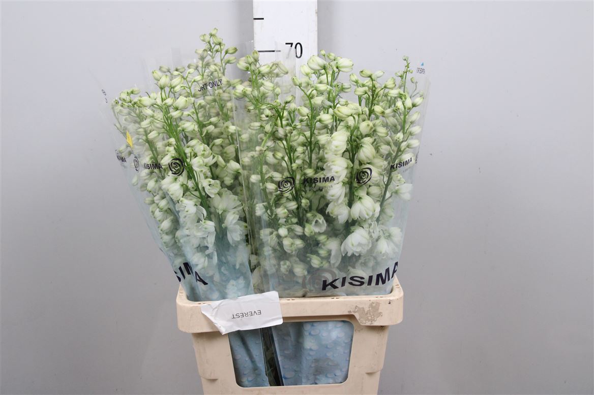 Delph El Guard White 70cm