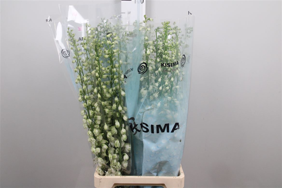 Delphinium El Guard White 90cm