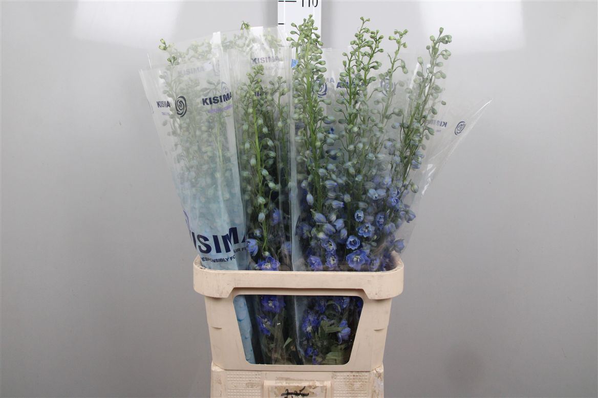 Delphinium Double Blue Candle 100cm