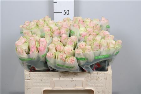 R Gr Pink Athena