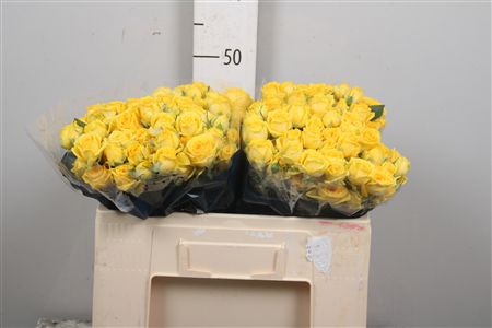 R Tr Tarantella