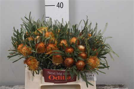 Dryandra Formosa