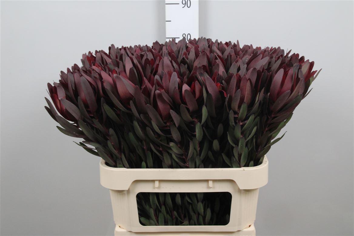Leucadendron Safari Sunset 80cm