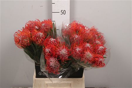 Leuco Co Tango