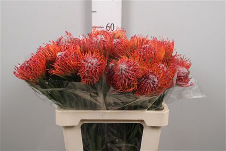 Leuco Co Tango
