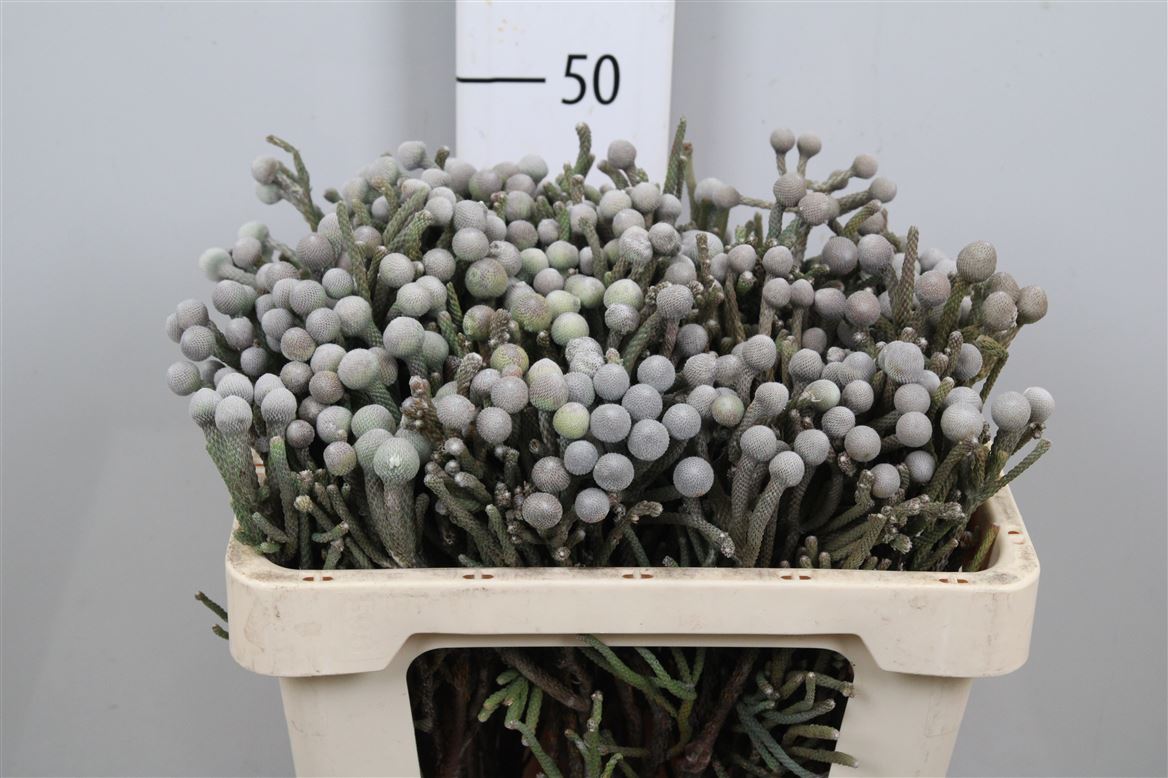 Brunia Laevis 50cm