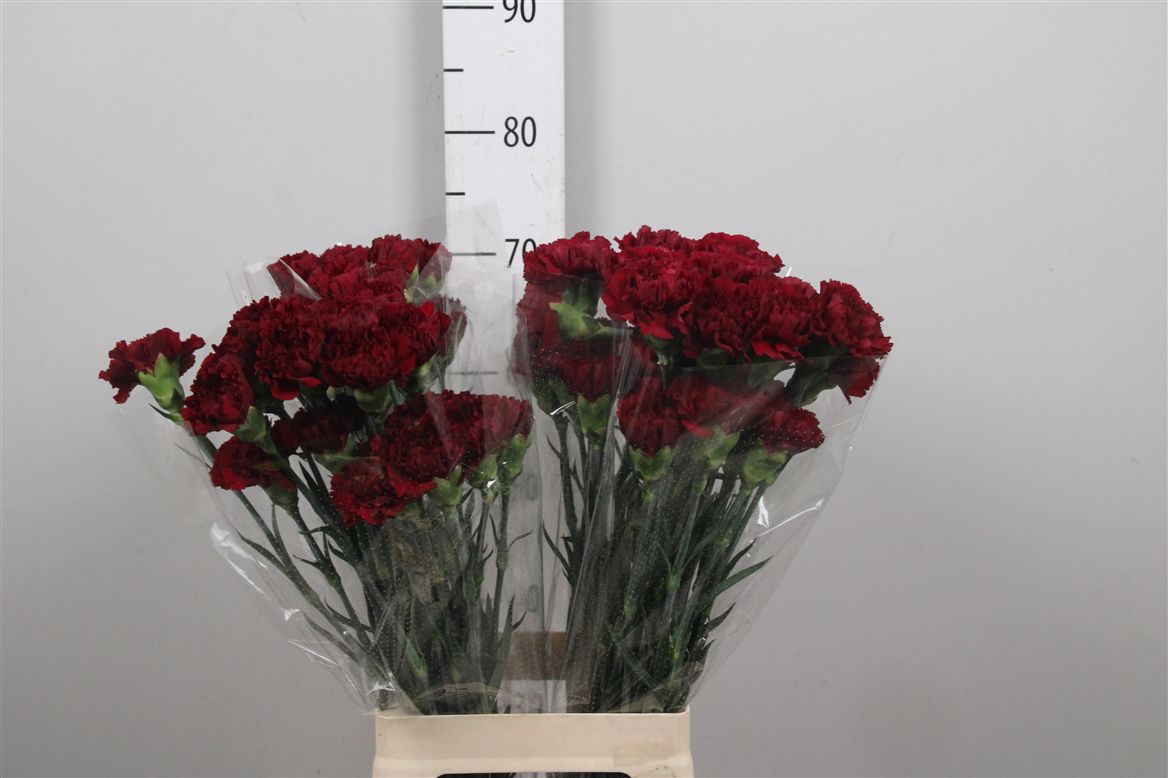Dianthus St Zurigo 60cm
