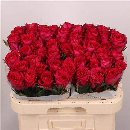R Gr Madam Cerise