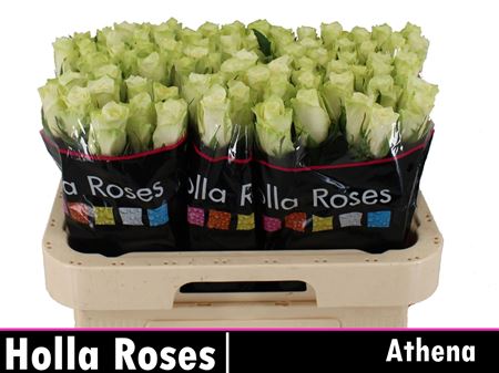R Gr Athena