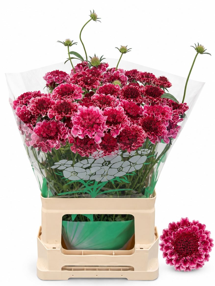 Scabiosa Raspberry Scoop 60cm