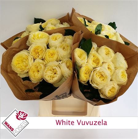 R Gr White Vuvuzela
