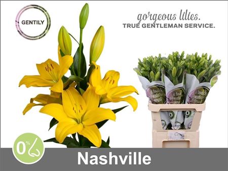 Li La Nashville