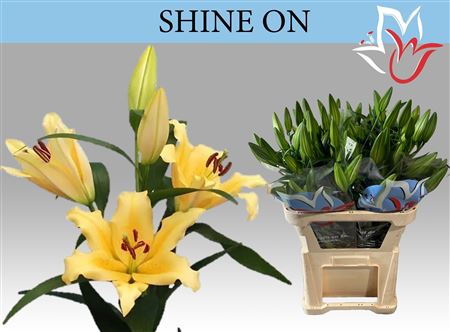 Li Ot Shine On