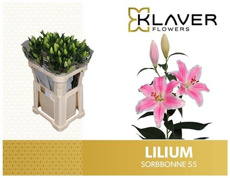 Li Or Sorbonne