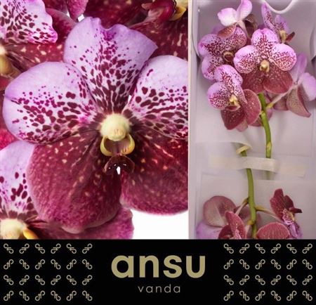 Vanda Di Pink Mahoga